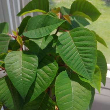 Euphorbia pulcherrima
