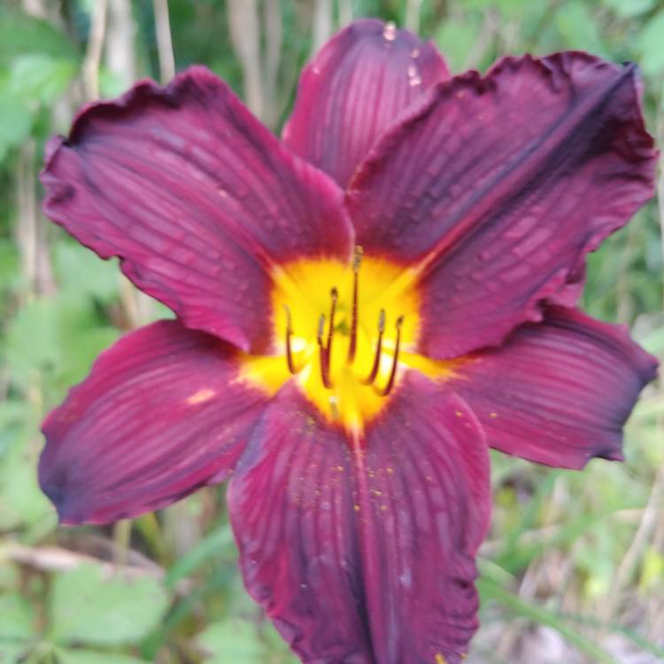 Plant image Hemerocallis 'Purple De Oro'