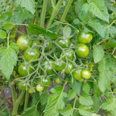 Solanum lycopersicum 'Black Cherry'