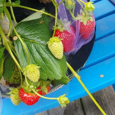 Fragaria x ananassa