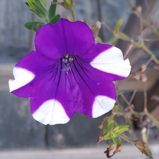 plant image 1522282