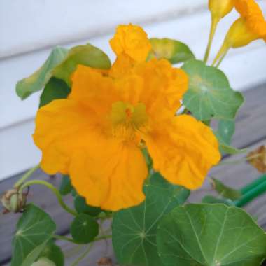 Tropaeolum majus