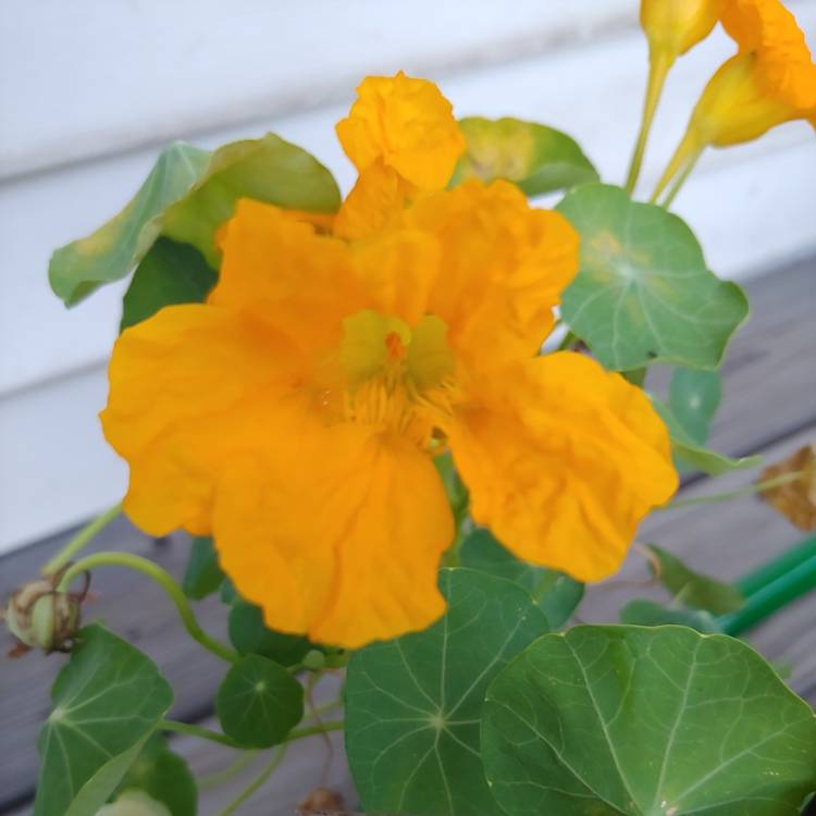 plant image 1522293