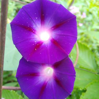 Ipomoea purpurea 'Grandpa Ott'