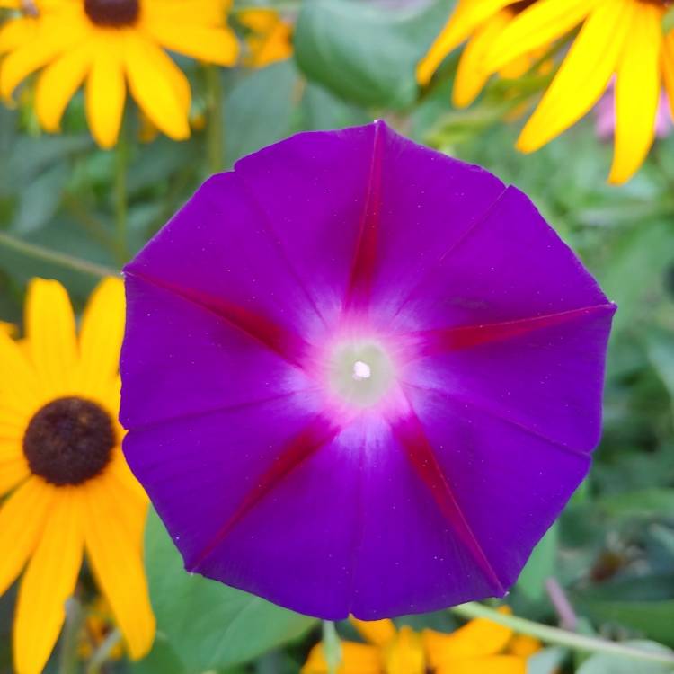 plant image 1522882