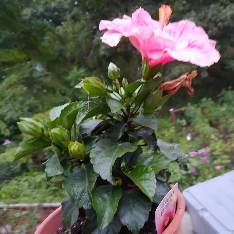 plant image 1523158 plant image 1523158