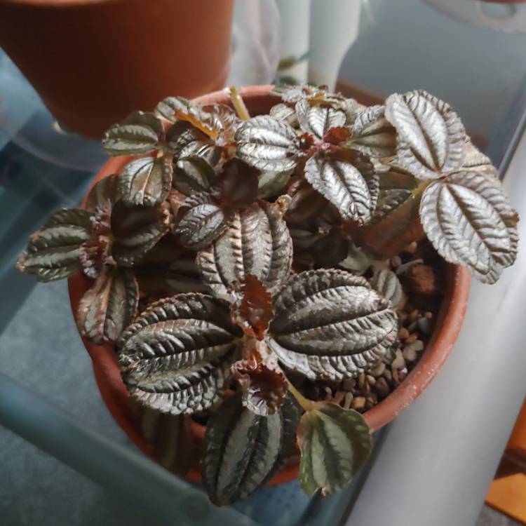 Plant image Pilea involucrata 'Norfolk'