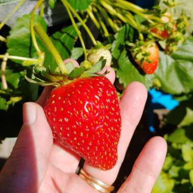 Fragaria x ananassa