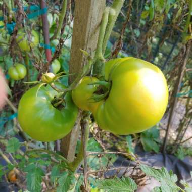 Solanum lycopersicum 'Jet Star' F1