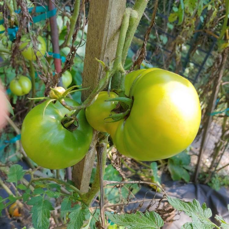 plant image 1526017