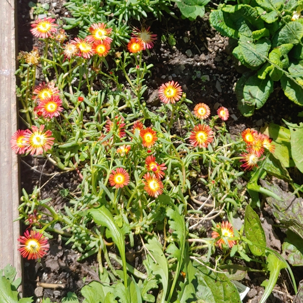 plant image 1526018 plant image 1526018