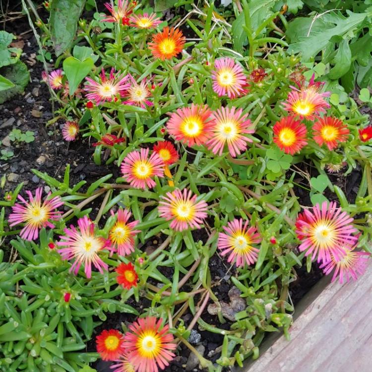 plant image 1527269 plant image 1527269