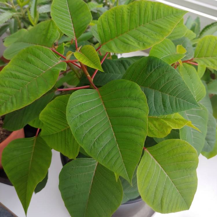 plant image 1529155