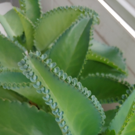 plant image 1529215