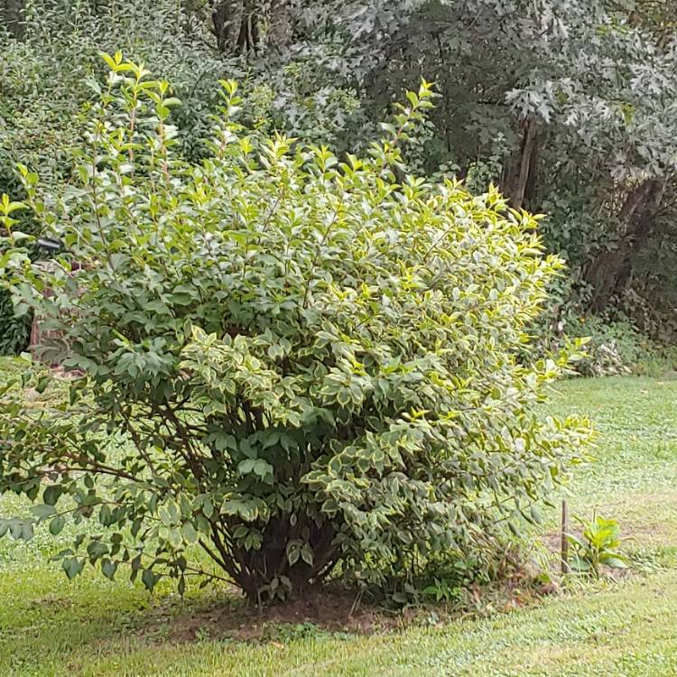 Plant image Weigela florida 'Kolmagira' syn. Weigela florida 'Magical Rainbow', Weigela florida 'Rainbow Sensation'