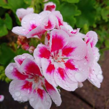 Pelargonium