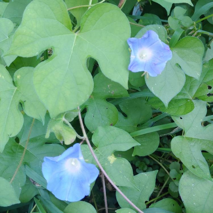 Plant image Ipomoea Hederacea