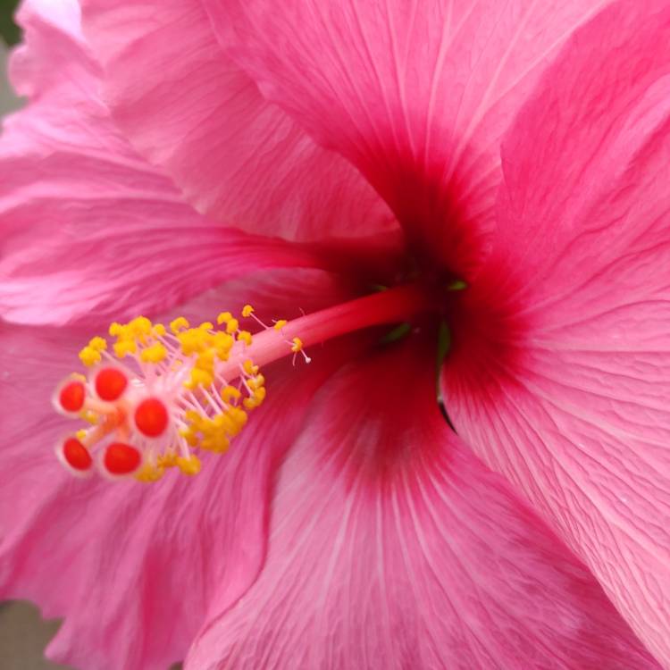 plant image 1531134 plant image 1531134