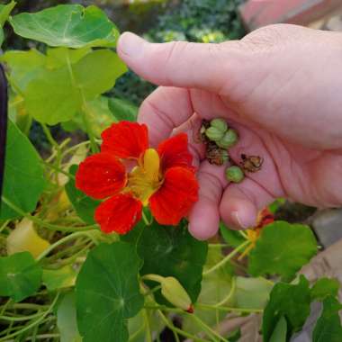 Tropaeolum majus 'Empress of India'