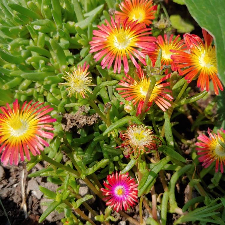 plant image 1532975 plant image 1532975
