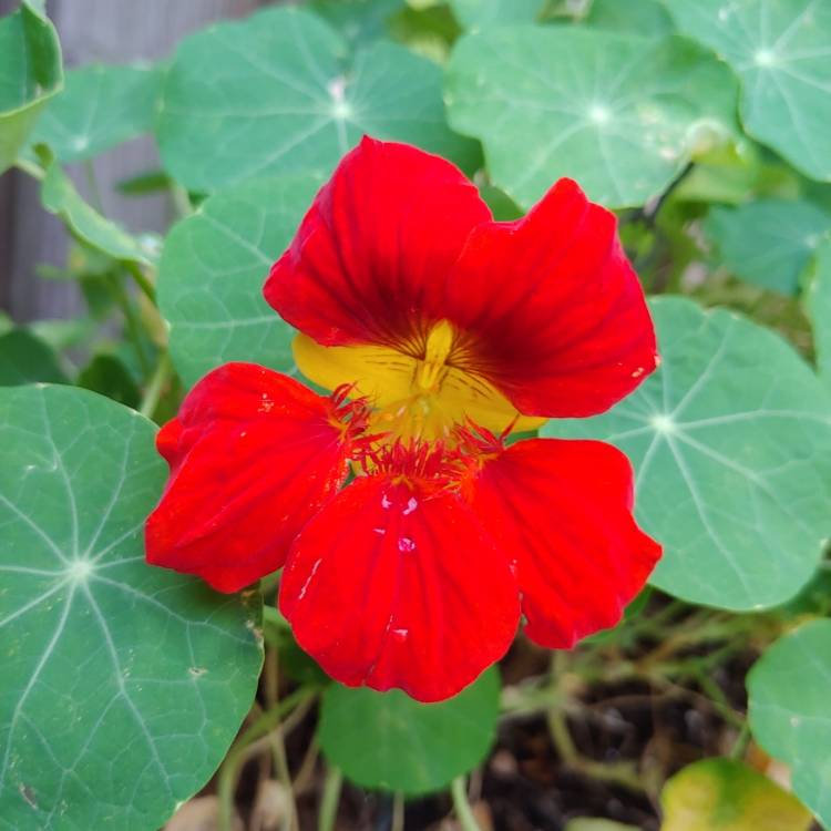 plant image 1533583 plant image 1533583