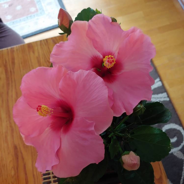 plant image 1535747 plant image 1535747