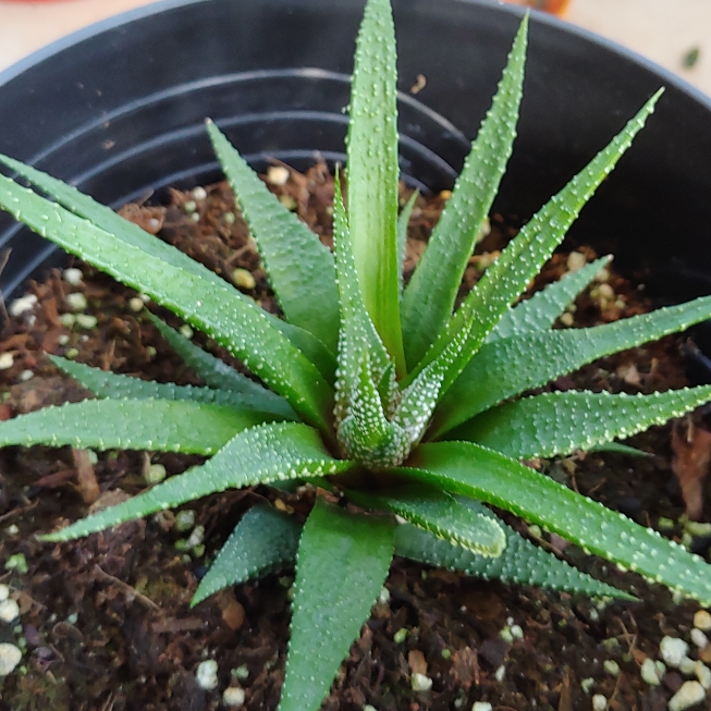 plant image 1536010