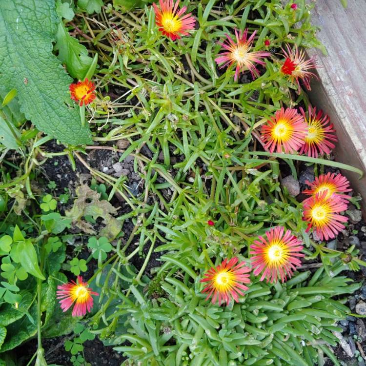 plant image 1536261 plant image 1536261