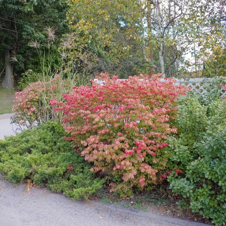Plant image Euonymus alatus
