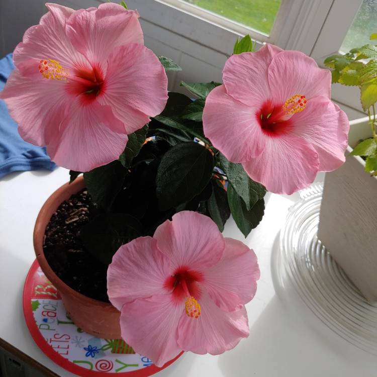 plant image 1539634 plant image 1539634