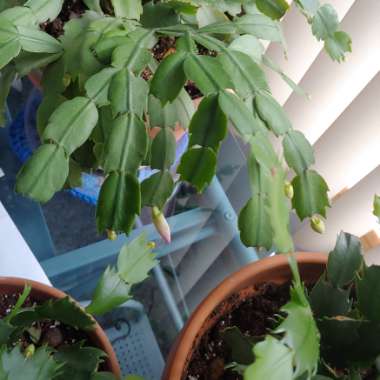 Schlumbergera truncata