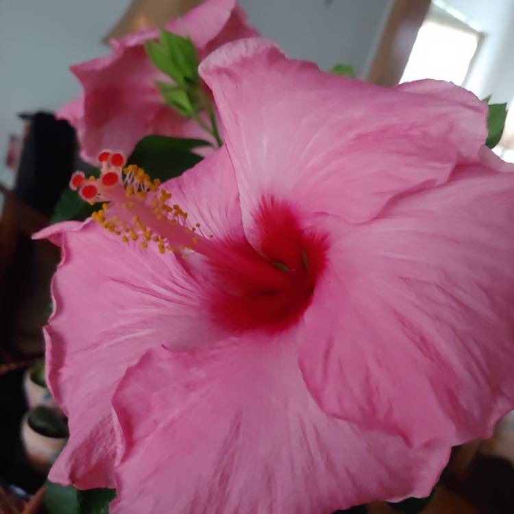 plant image 1541287 plant image 1541287