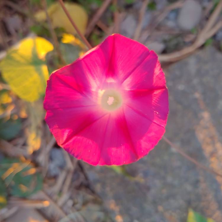 Plant image Ipomoea purpurea 'Tickle Me Pink'
