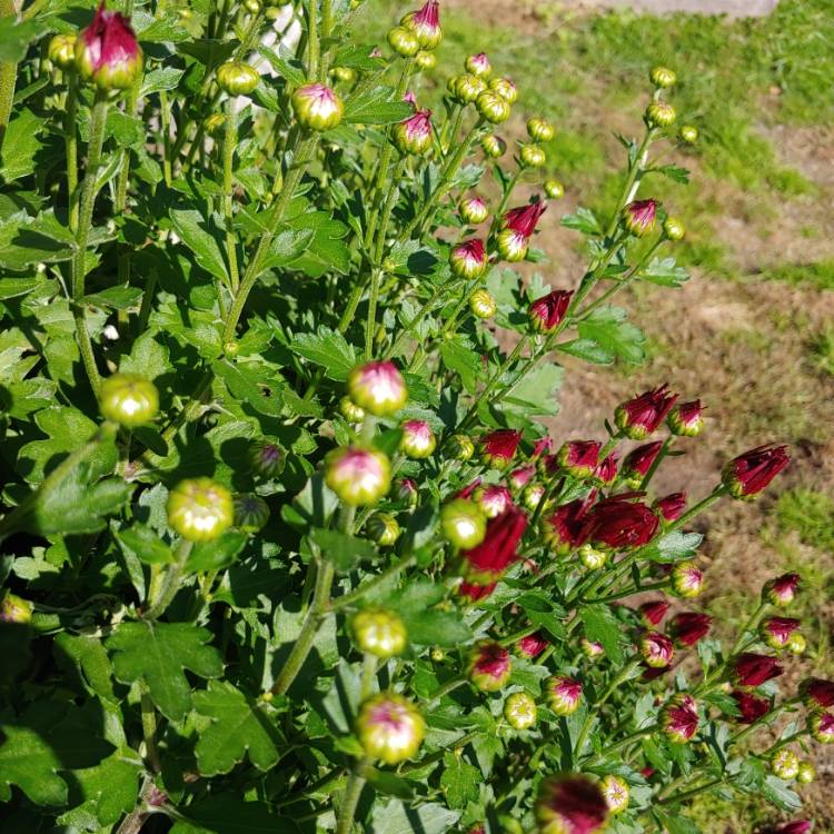 plant image 1542749