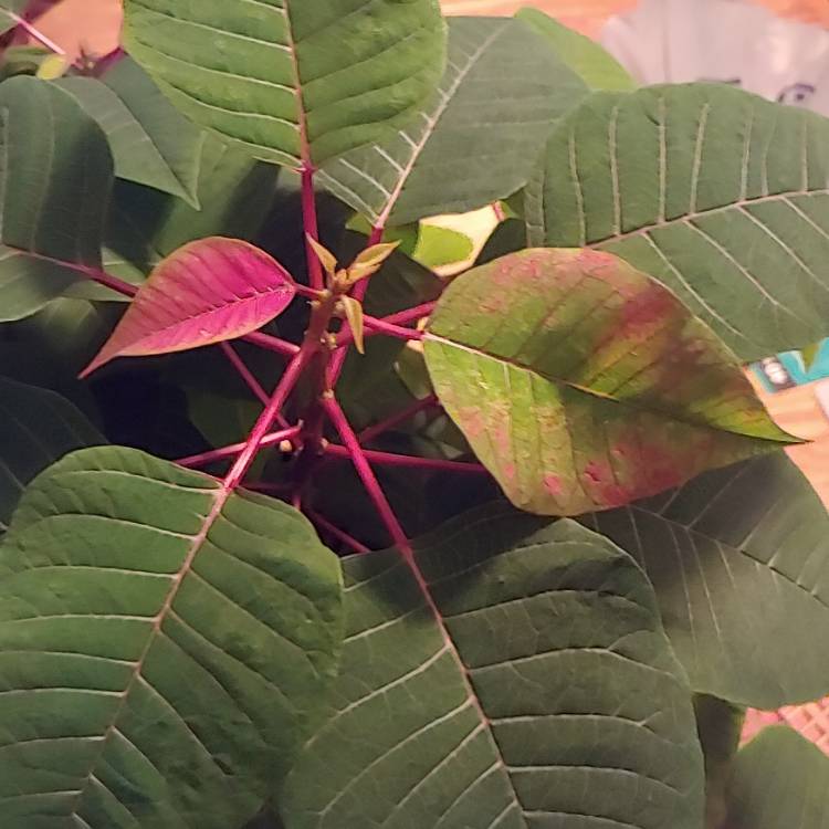 plant image 1543400