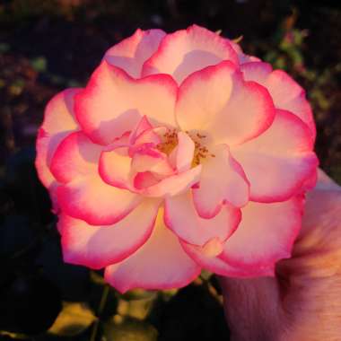 Rosa