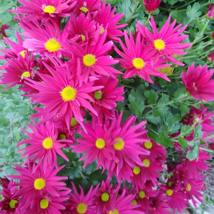 plant image 1544036