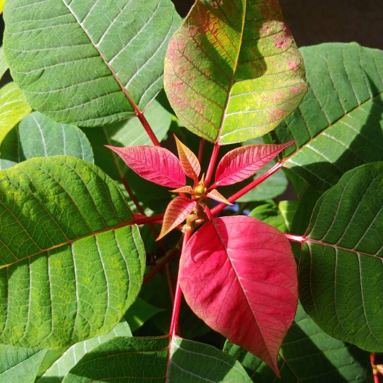 plant image 1544740