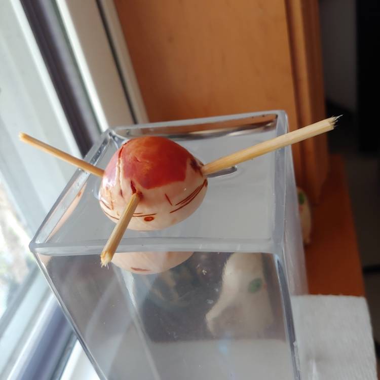 plant image 1545454