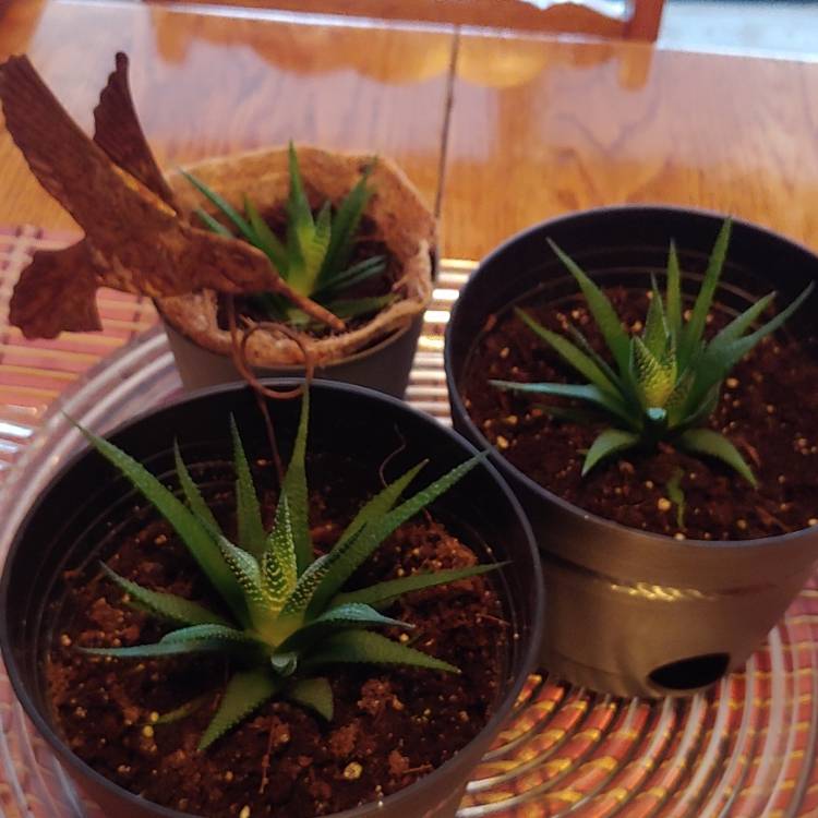 plant image 1546778