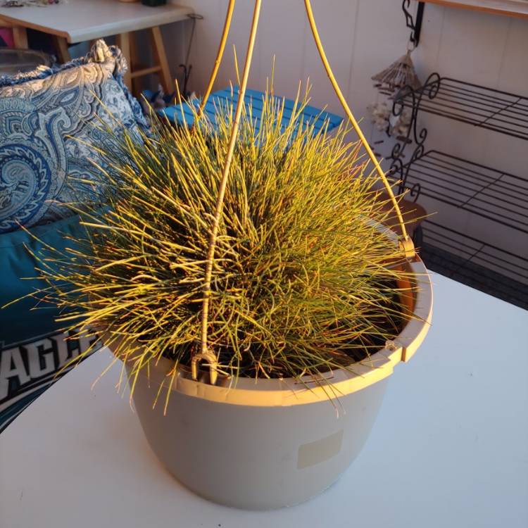 plant image 1547184