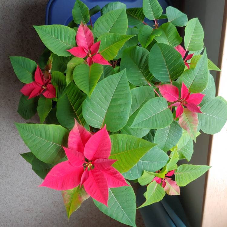 plant image 1547908