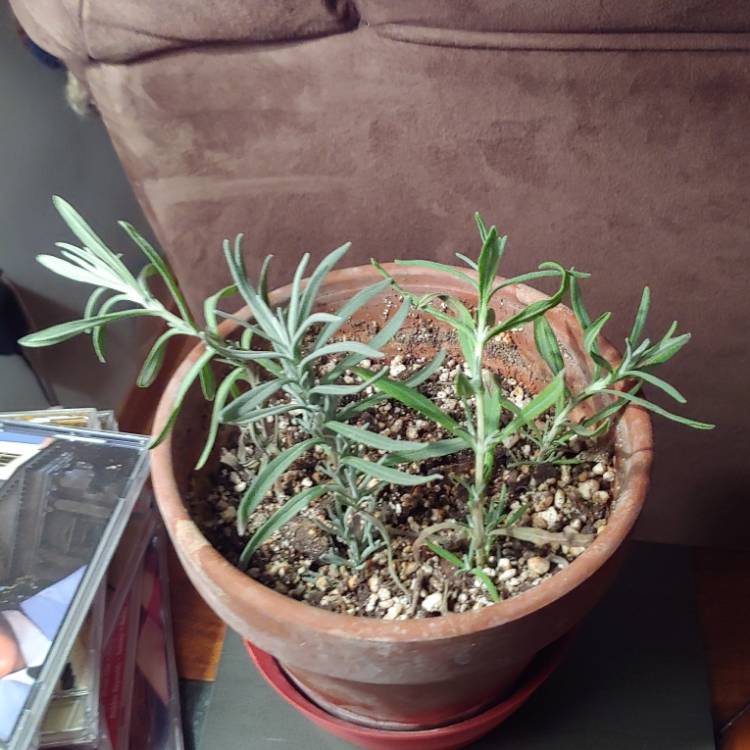 plant image 1548162 plant image 1548162