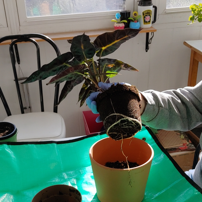 plant image 1548432