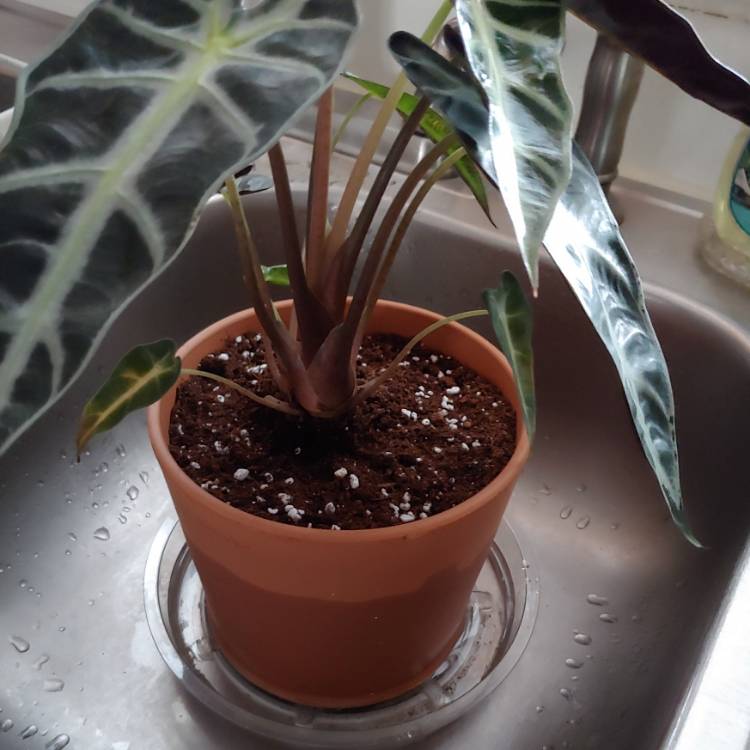 plant image 1548436