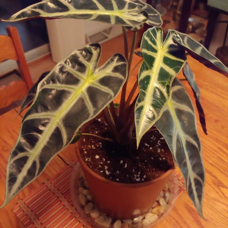 plant image 1548500