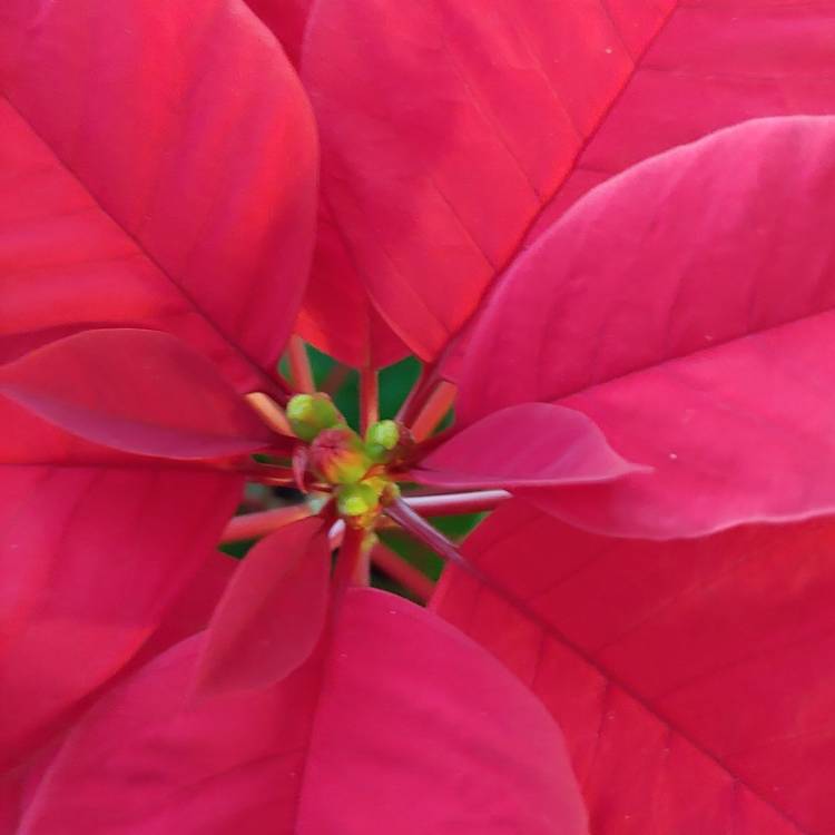 plant image 1549366