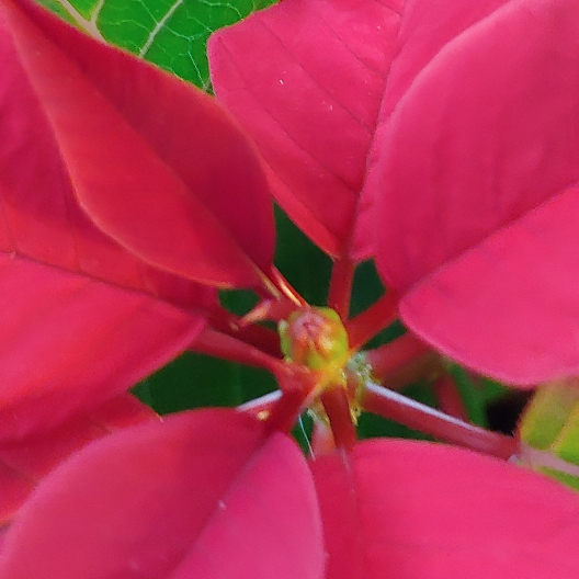 plant image 1549367