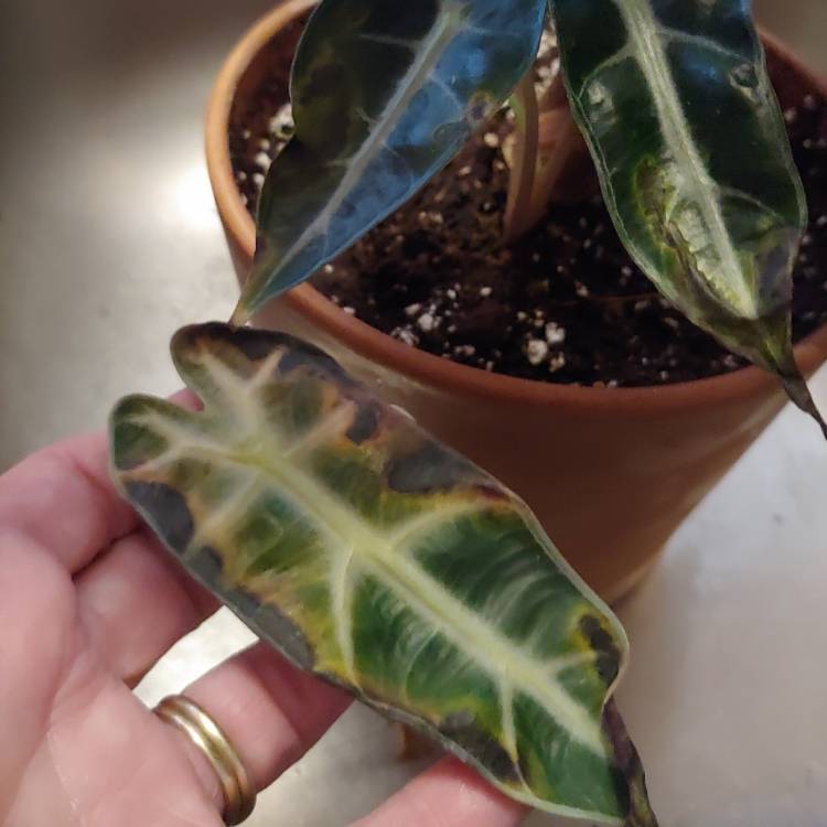 plant image 1549368