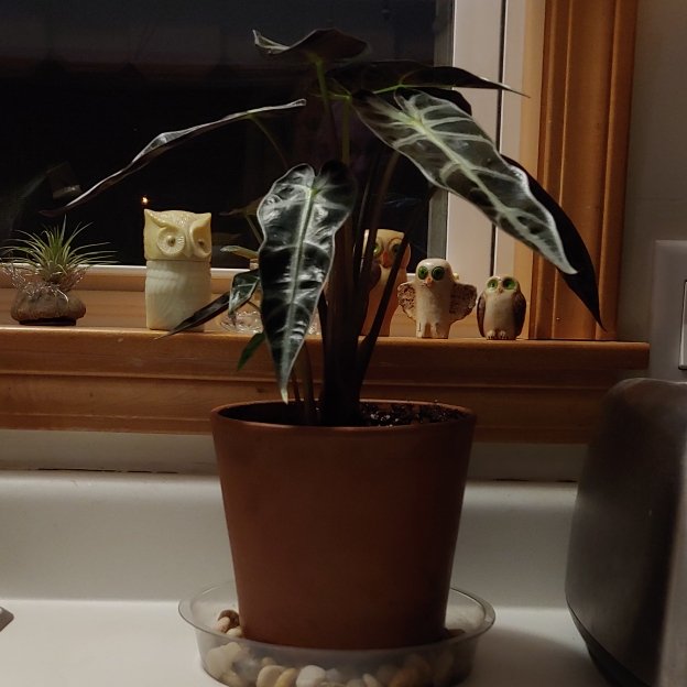 plant image 1549379